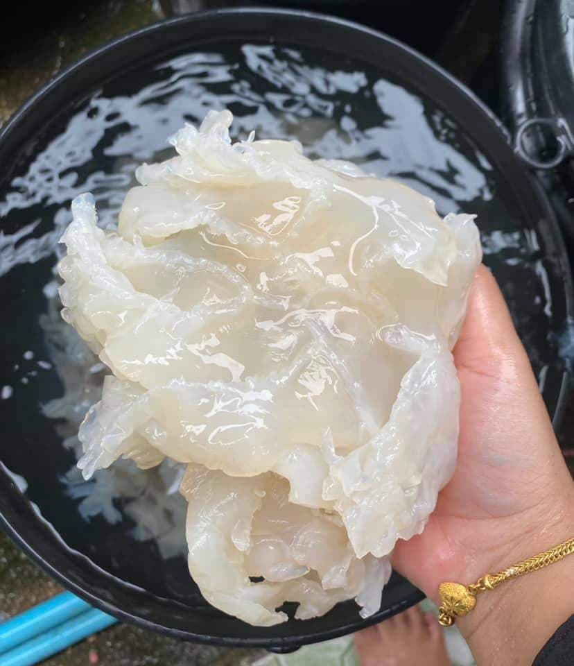 กระพรุนทะเล (แบบจืด) น้ำหนักขนาดบรรจุ 1,000 กรัม (1 kg.)