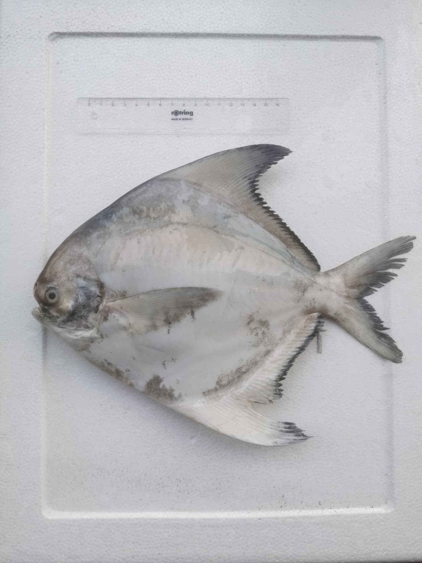 ปลาเต๋าเต้ย จากเรือประมงพื้นบ้าน สด ไร้สารเคมี น้ำหนัก 200 g ถึง 1.5 kg/ตัว