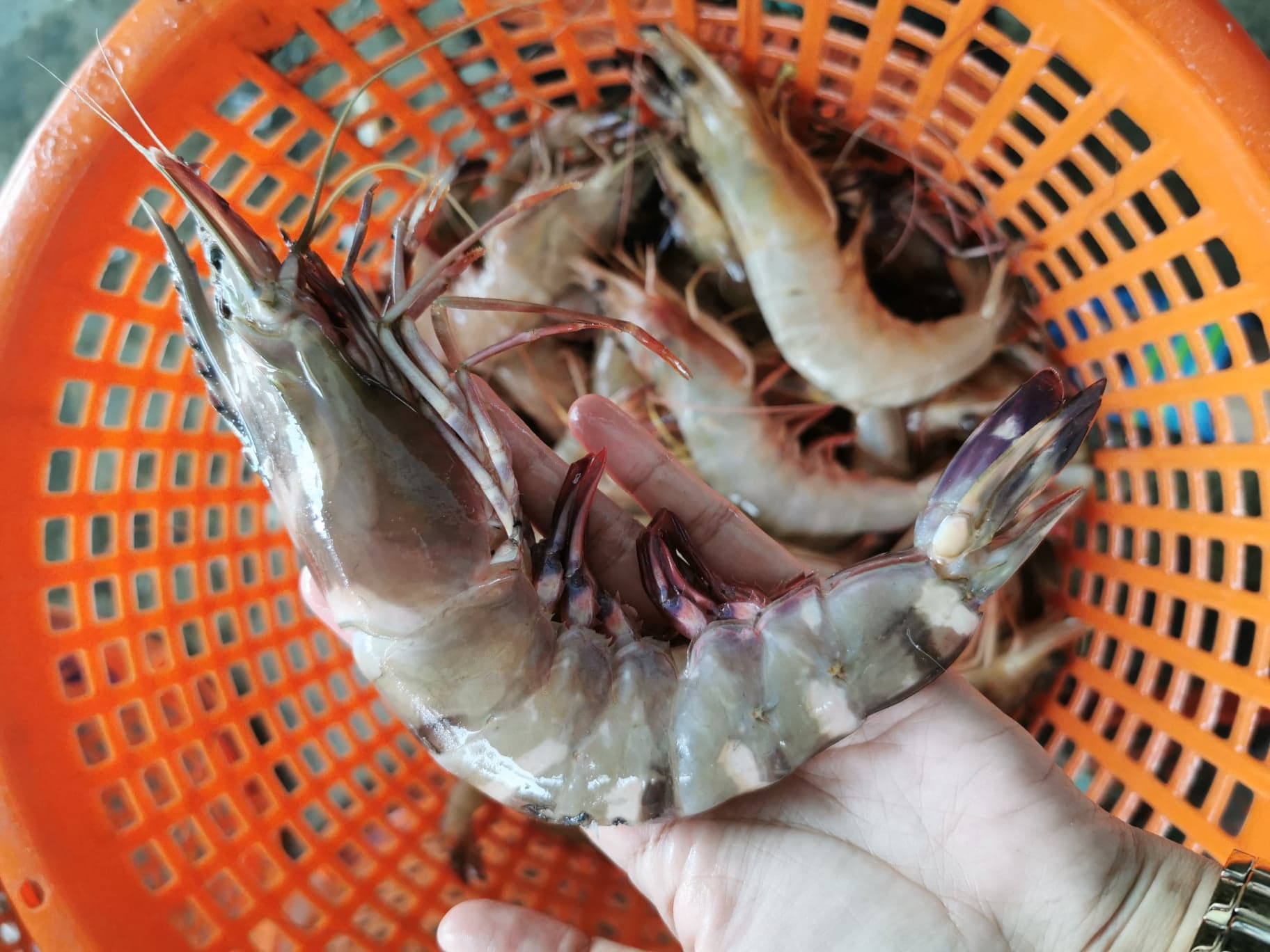 กุ้งลายเสือ ขนาดน้ำหนัก 8-10 ​ตัว / kg ถึงขนาด 20-25​ ตัว/kg​ เนื้อแน่น เนื้อหวาน กรุบกรอบ จับ สด ใหม่ทุกวัน