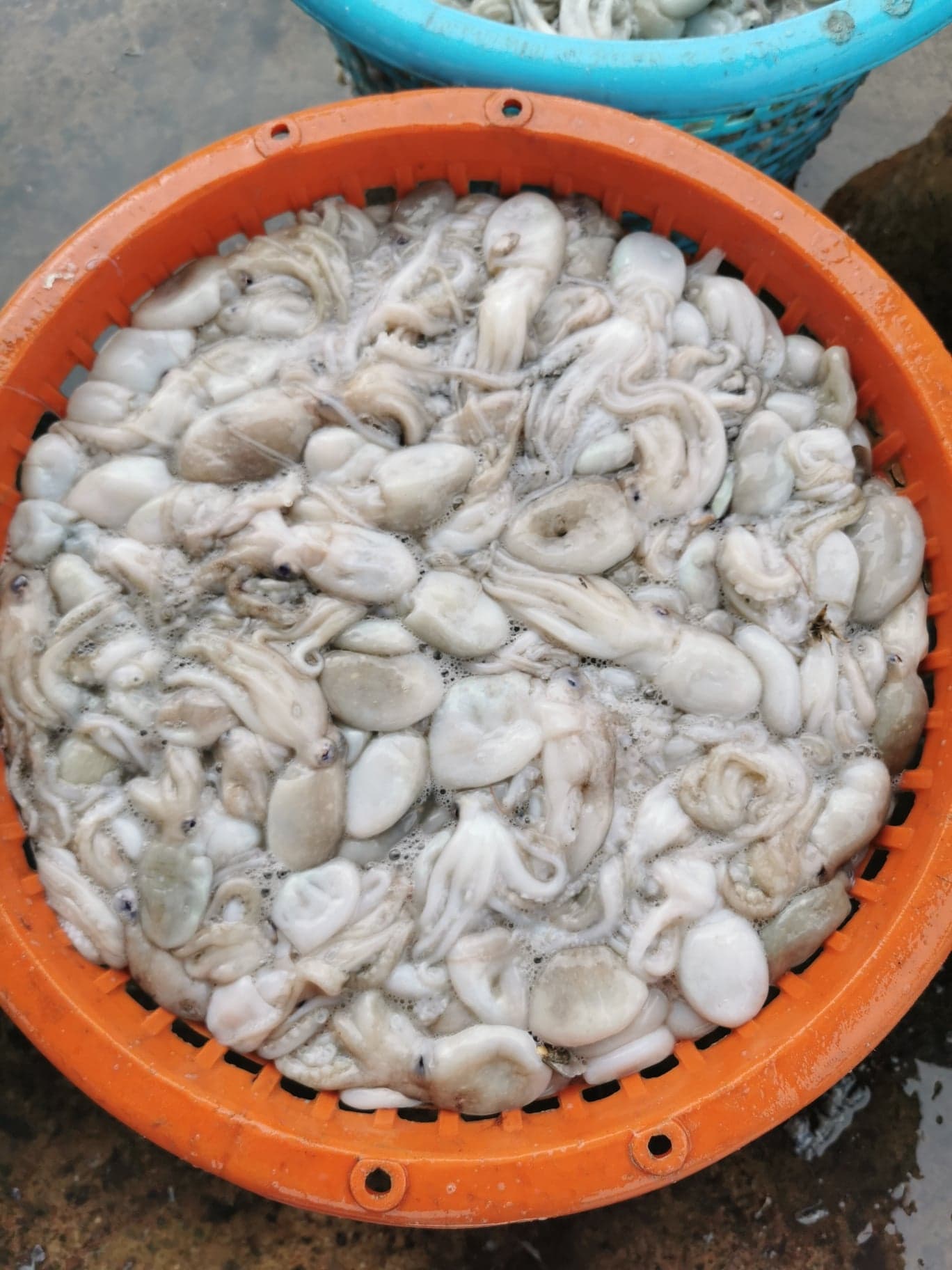 หมึกสาย ขนาดน้ำหนัก 15-20​ ตัว / kg​ และ 20-30 ตัว / kg เนื้อแน่น กรุบกรอบ สด ใหม่ทุกวัน