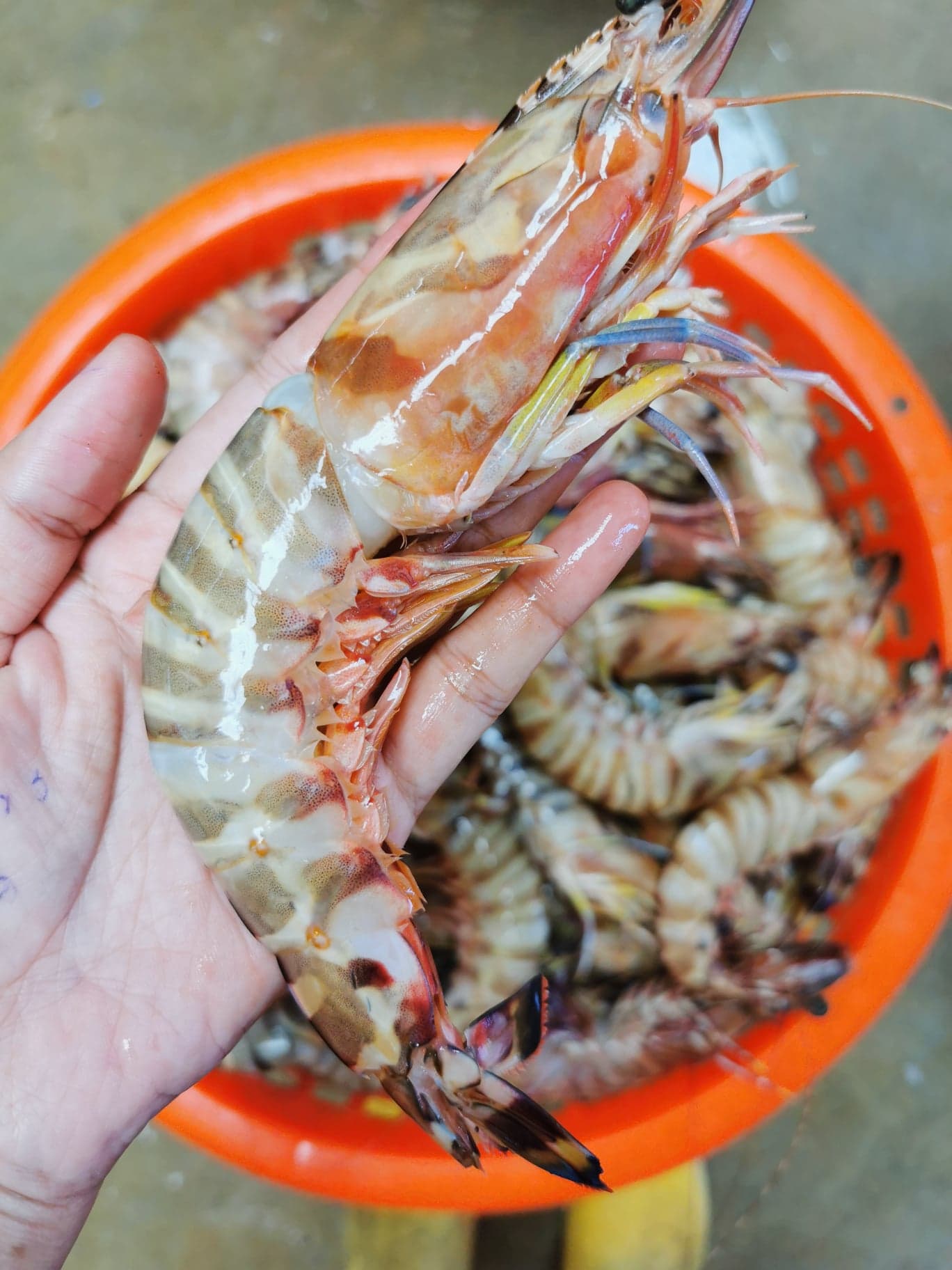 กุ้งลายม้า ขนาดน้ำหนัก 15-18 ​ตัว / kg และ 20-25​ ตัว/kg​ เนื้อหวานแน่น กรุบกรอบ จับ สด ใหม่ทุกวัน