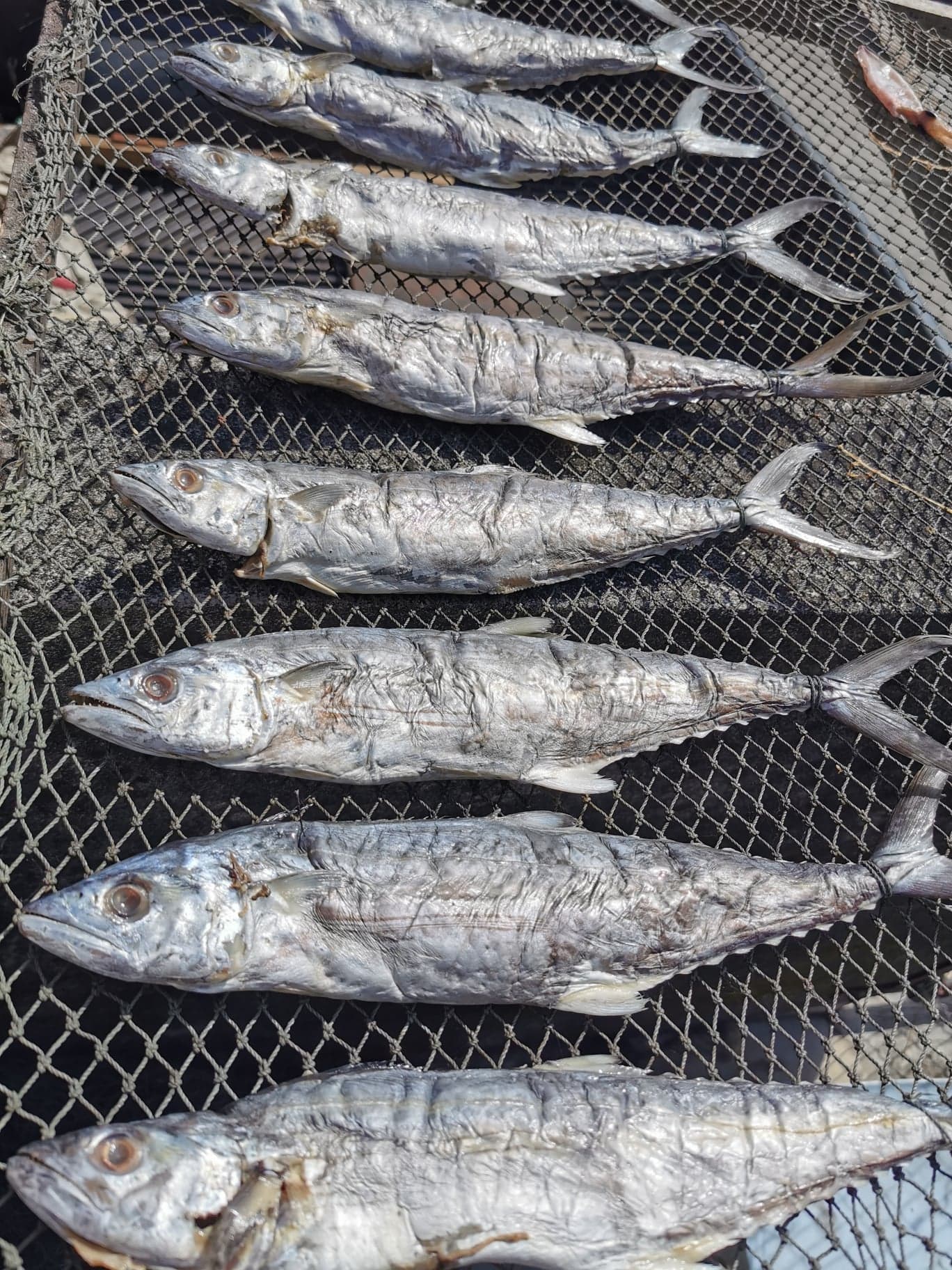 ปลาอินทรีย์เค็ม​ ทั้งตัว (ขนาด 300-350g) หมักและตากบนเรือประมง คัดพิเศษส่งออก