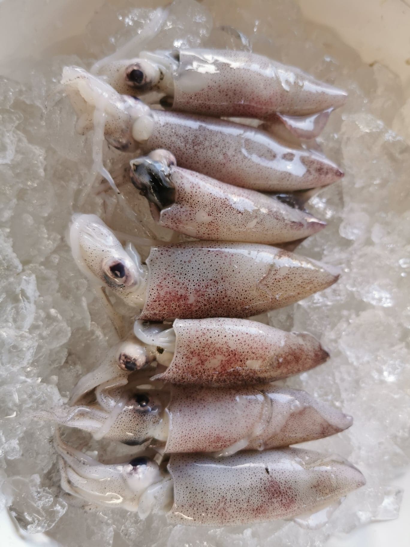 หมึกกล้วย และ หมึกกล้วยไข่ ขนาดน้ำหนัก 10-13 ตัว / kg​ ถึง 30-35 ตัว / kg เนื้อหวาน สด ใหม่ ทุกวัน