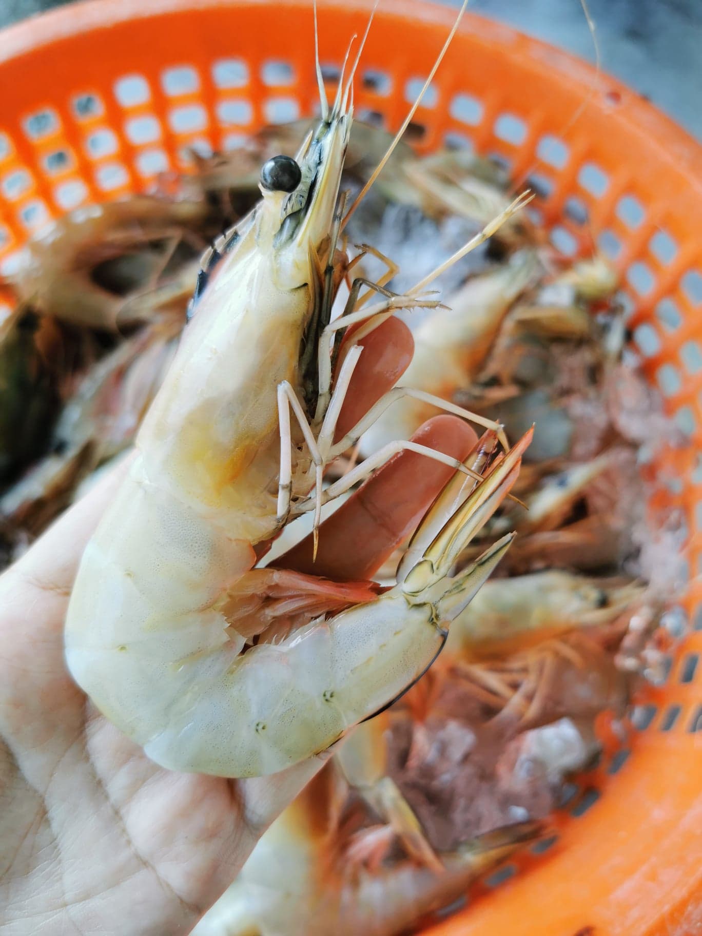 กุ้งแชบ๊วย มีขนาด 15-18 ตัว / kg ถึง 25-30 ตัว / kg ใช้วิธีการจับกุ้งแบบประมงพื้นบ้าน