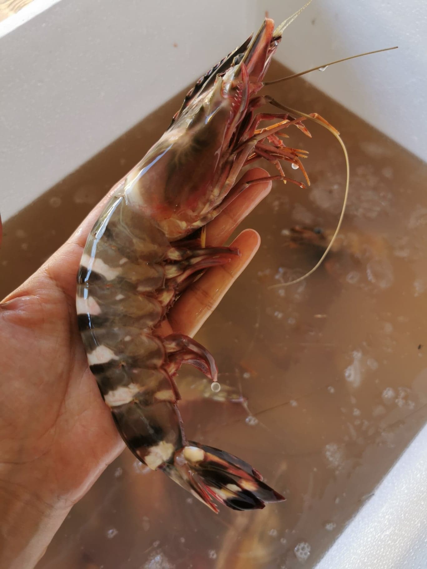 กุ้งลายเสือ ขนาดน้ำหนัก 8-10 ​ตัว / kg ถึงขนาด 20-25​ ตัว/kg​ เนื้อแน่น เนื้อหวาน กรุบกรอบ จับ สด ใหม่ทุกวัน