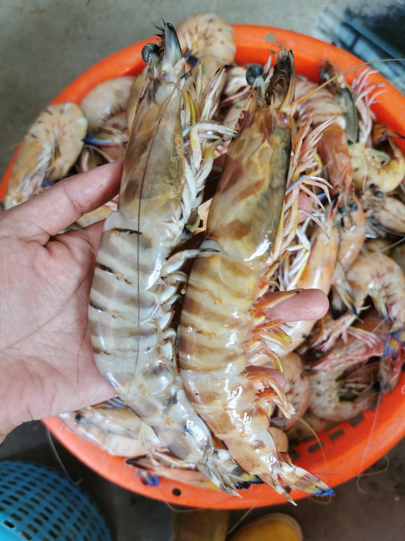 กุ้งลายม้า ขนาดน้ำหนัก 15-18 ​ตัว / kg และ 20-25​ ตัว/kg​ เนื้อหวานแน่น กรุบกรอบ จับ สด ใหม่ทุกวัน