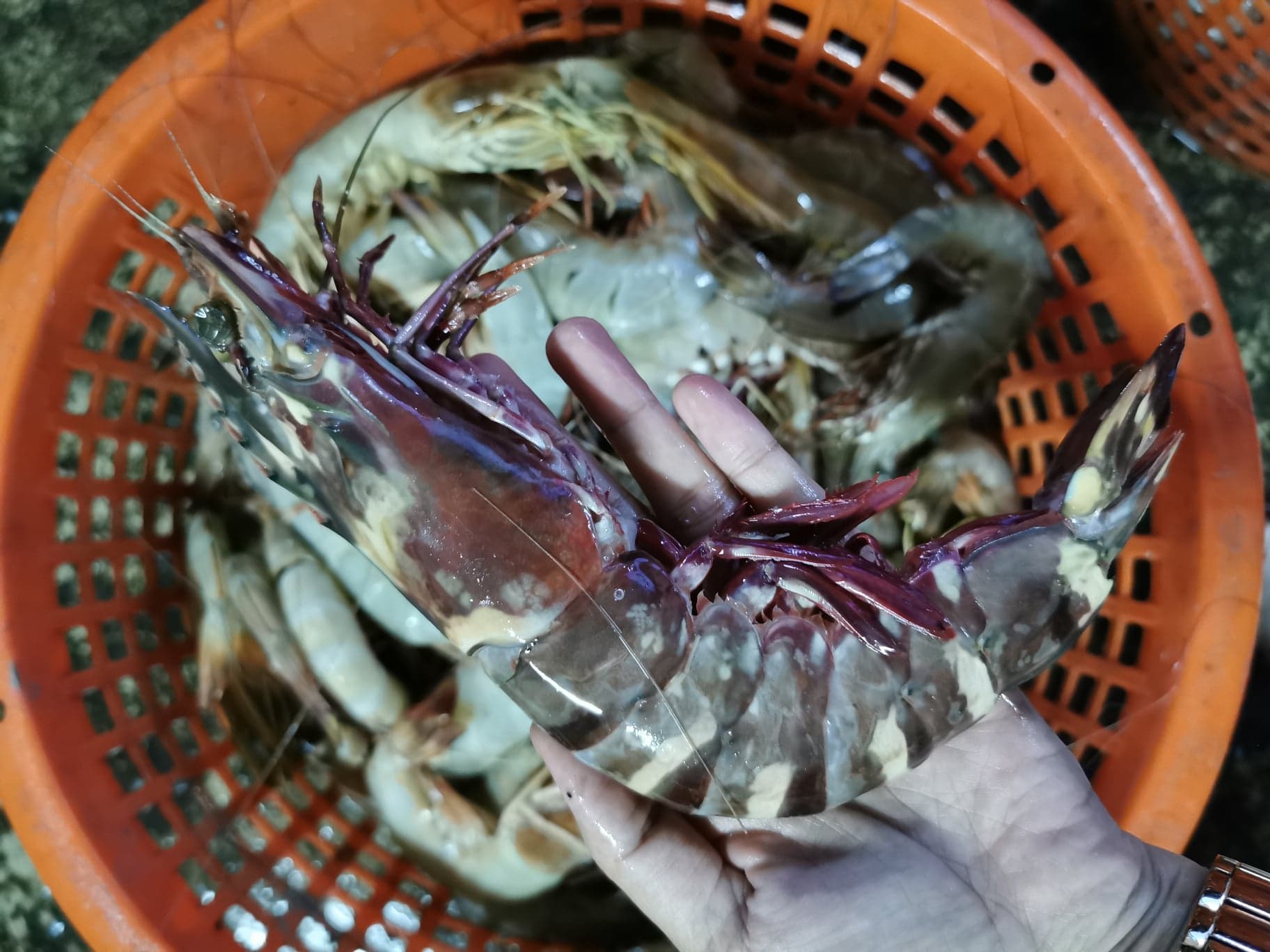 กุ้งลายเสือ ขนาดน้ำหนัก 8-10 ​ตัว / kg ถึงขนาด 20-25​ ตัว/kg​ เนื้อแน่น เนื้อหวาน กรุบกรอบ จับ สด ใหม่ทุกวัน