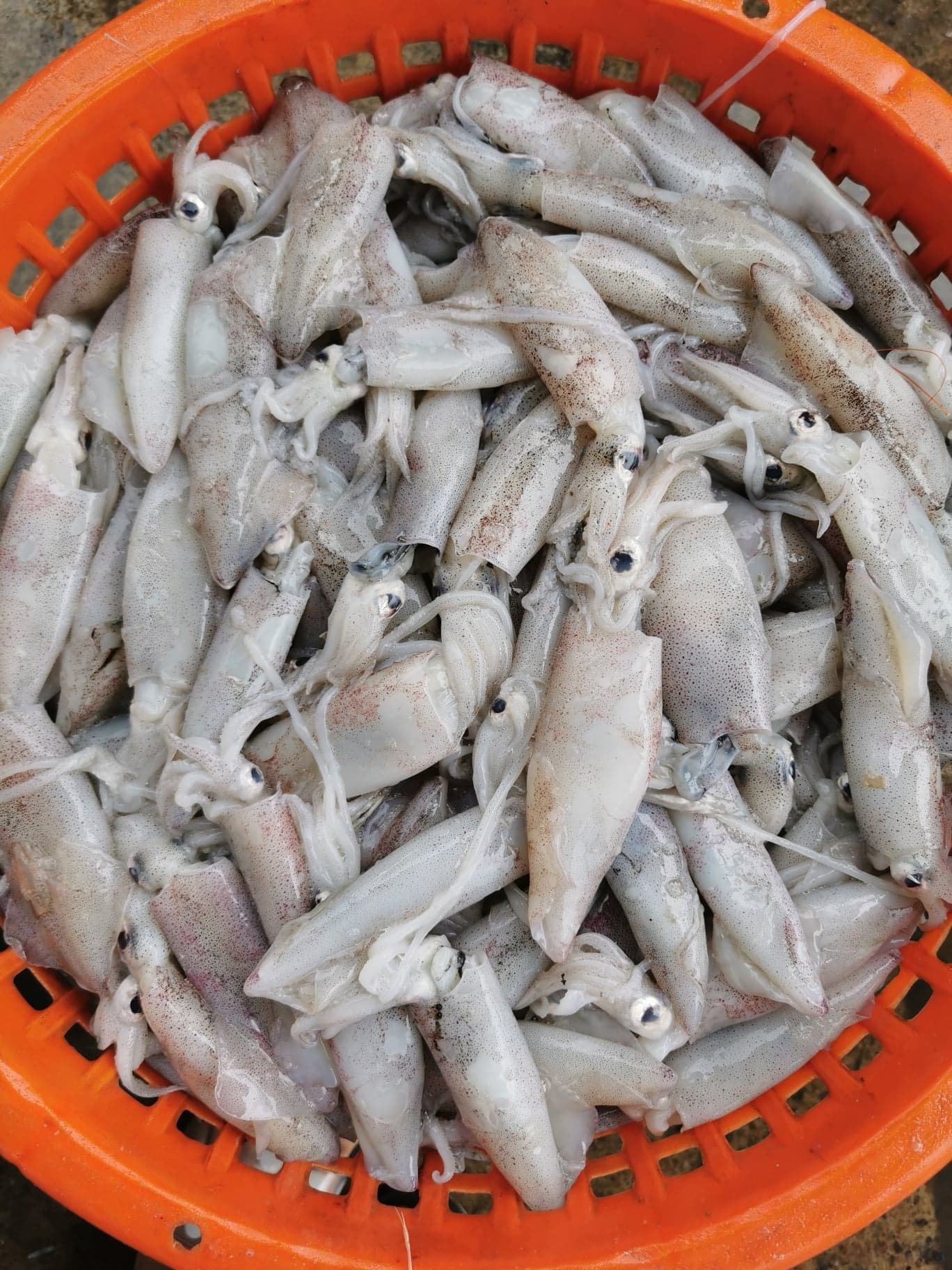 หมึกกล้วย และ หมึกกล้วยไข่ ขนาดน้ำหนัก 10-13 ตัว / kg​ ถึง 30-35 ตัว / kg เนื้อหวาน สด ใหม่ ทุกวัน