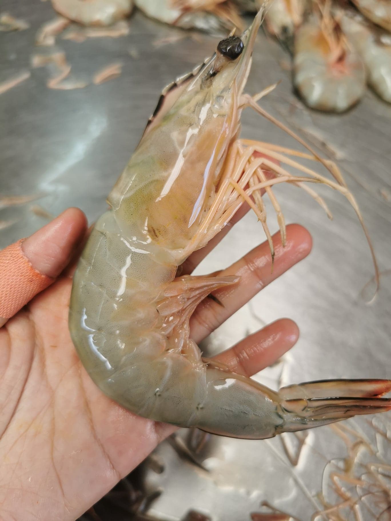 กุ้งแชบ๊วย มีขนาด 15-18 ตัว / kg ถึง 25-30 ตัว / kg ใช้วิธีการจับกุ้งแบบประมงพื้นบ้าน