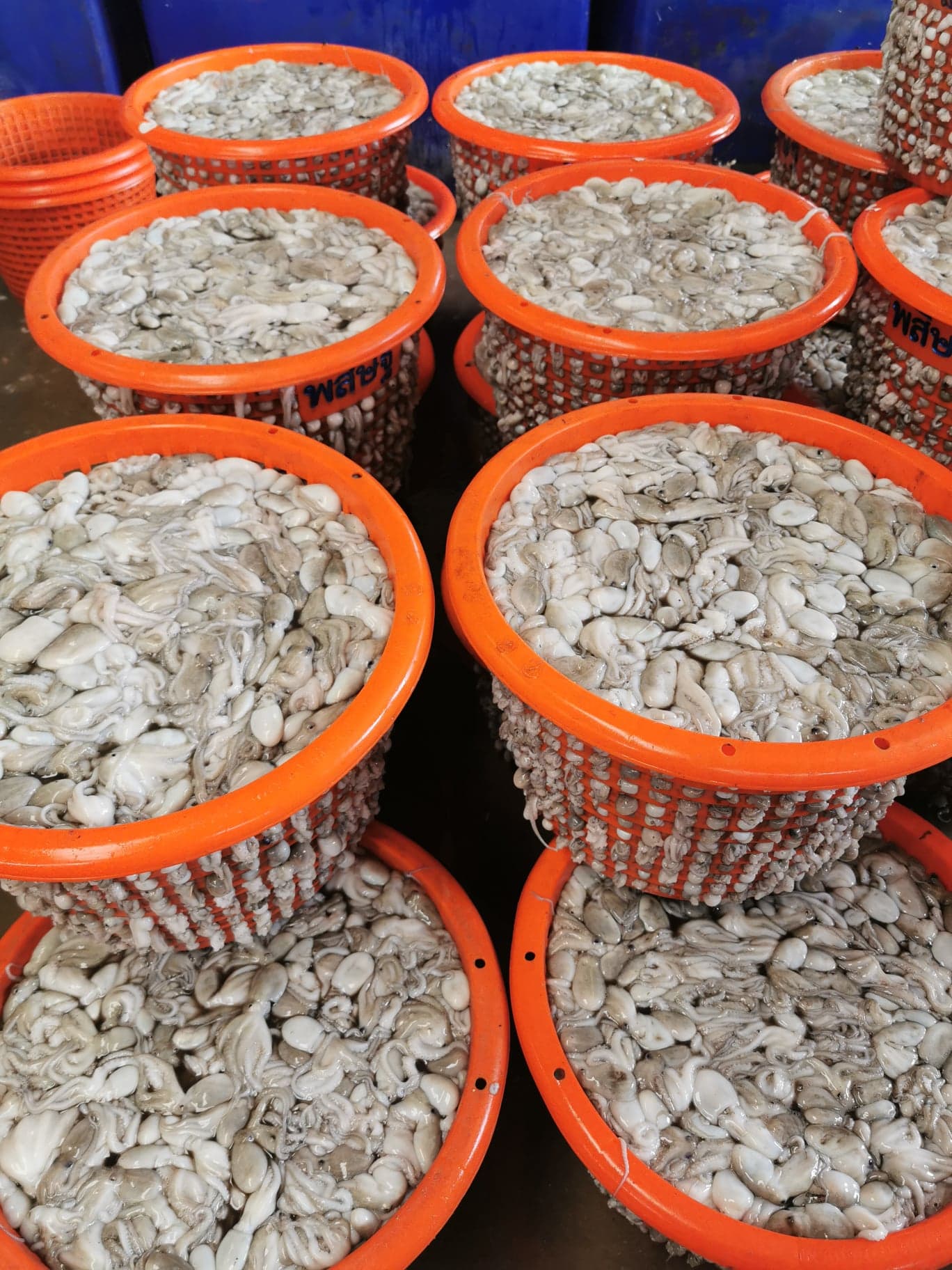 หมึกสาย ขนาดน้ำหนัก 15-20​ ตัว / kg​ และ 20-30 ตัว / kg เนื้อแน่น กรุบกรอบ สด ใหม่ทุกวัน