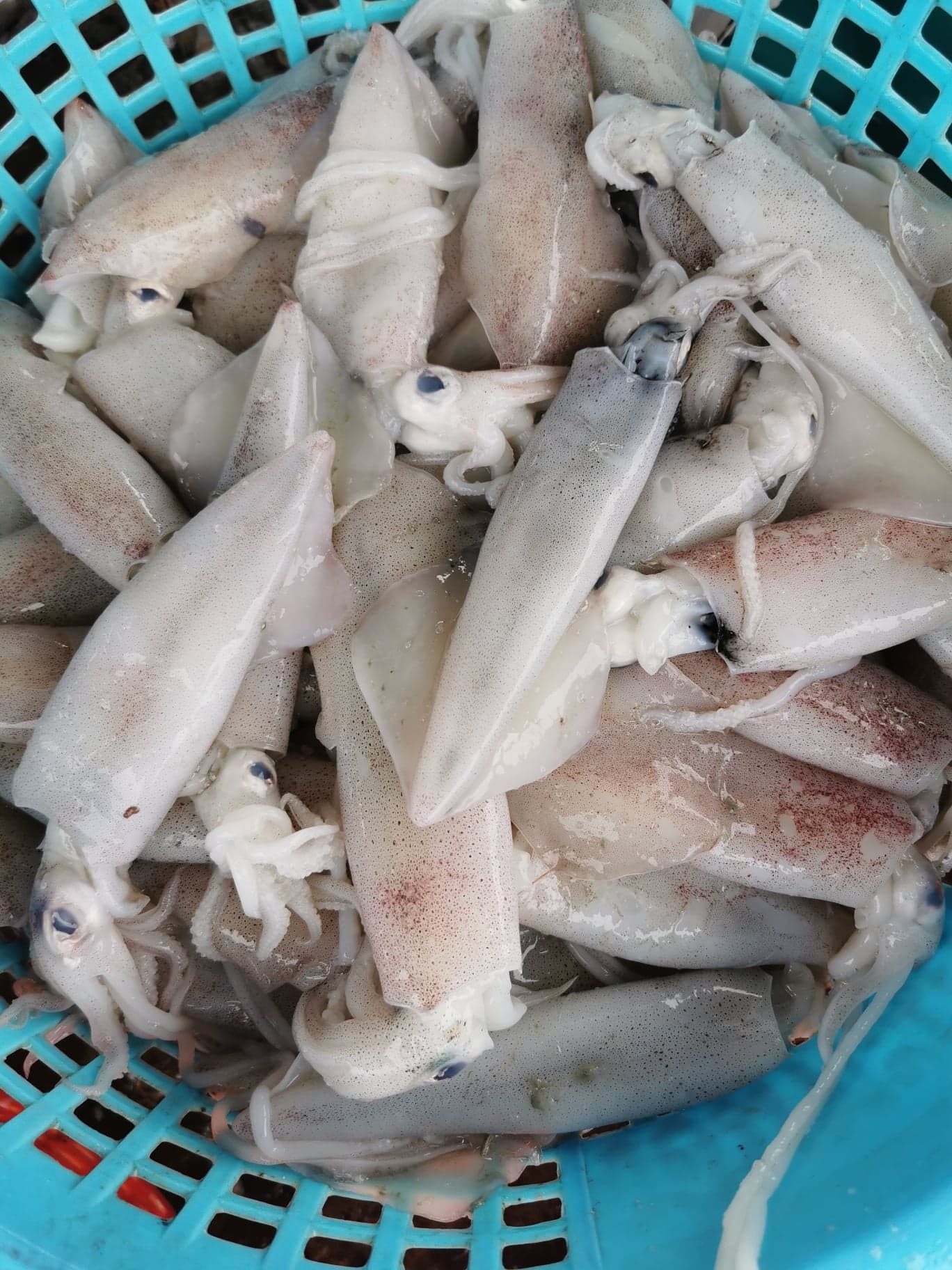 หมึกกล้วย และ หมึกกล้วยไข่ ขนาดน้ำหนัก 10-13 ตัว / kg​ ถึง 30-35 ตัว / kg เนื้อหวาน สด ใหม่ ทุกวัน