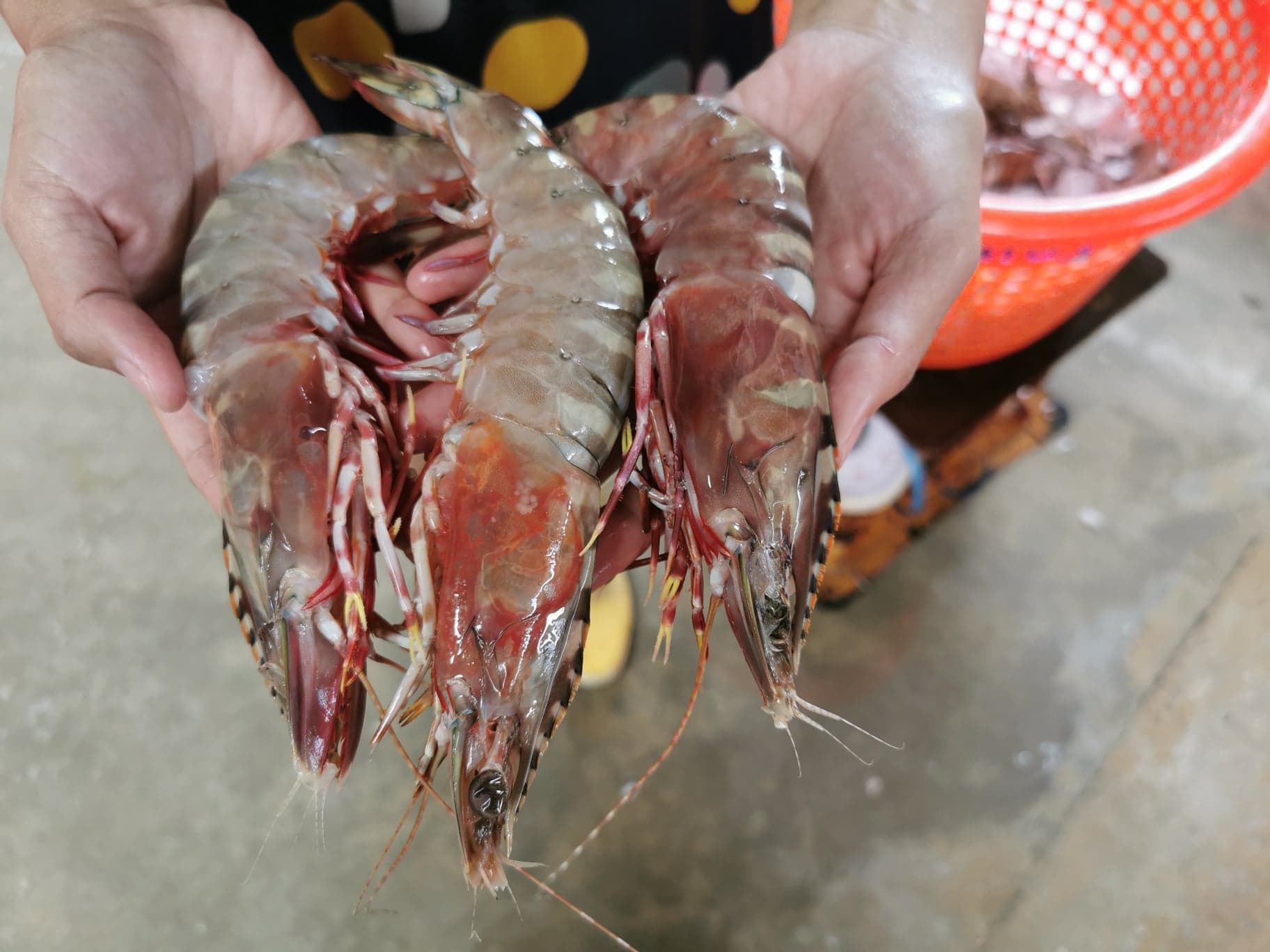 กุ้งลายเสือ ขนาดน้ำหนัก 8-10 ​ตัว / kg ถึงขนาด 20-25​ ตัว/kg​ เนื้อแน่น เนื้อหวาน กรุบกรอบ จับ สด ใหม่ทุกวัน