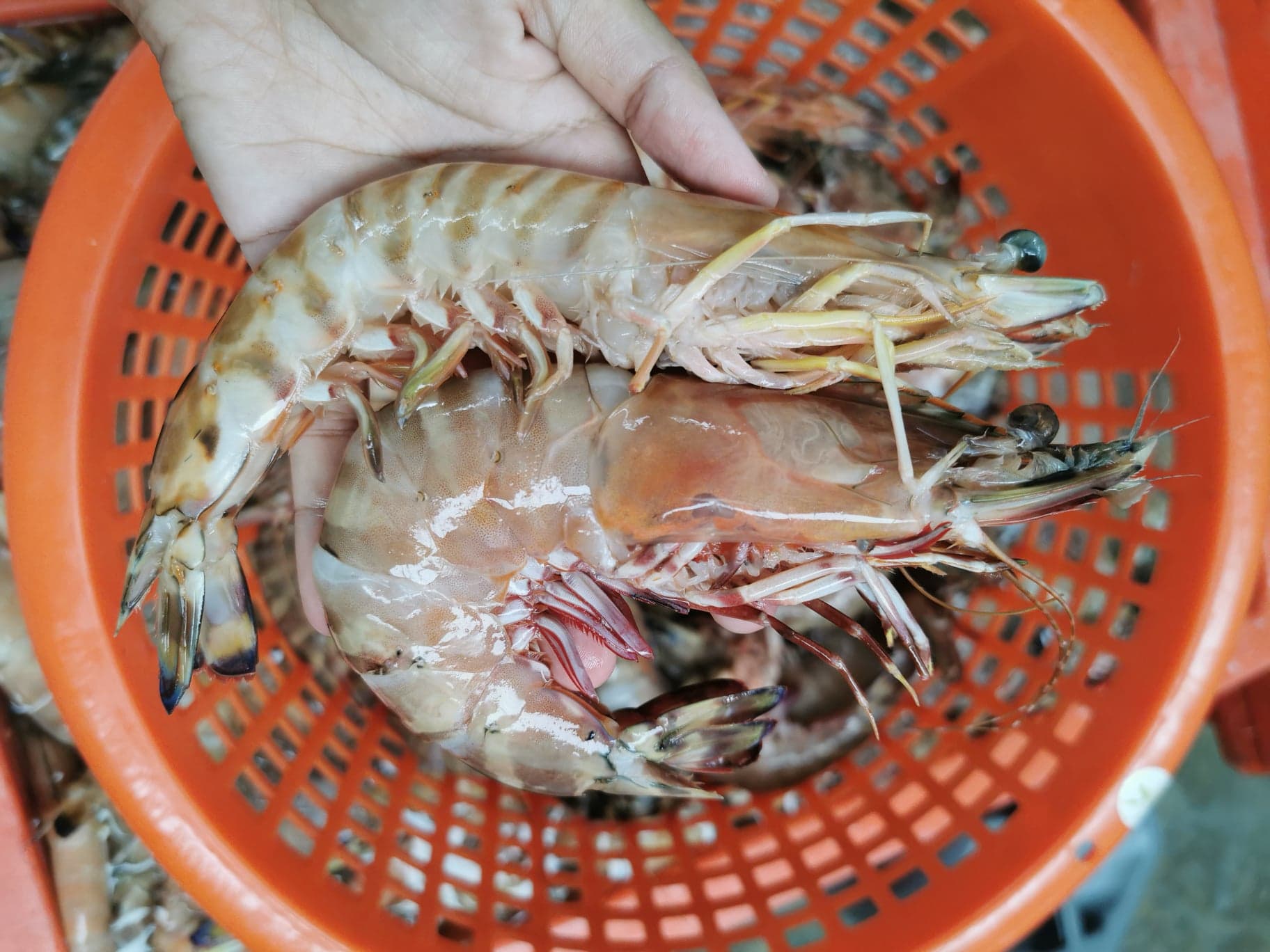 กุ้งลายม้า ขนาดน้ำหนัก 15-18 ​ตัว / kg และ 20-25​ ตัว/kg​ เนื้อหวานแน่น กรุบกรอบ จับ สด ใหม่ทุกวัน