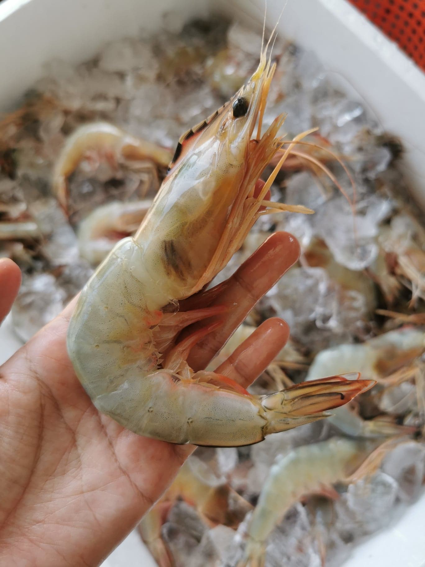 กุ้งแชบ๊วย มีขนาด 15-18 ตัว / kg ถึง 25-30 ตัว / kg ใช้วิธีการจับกุ้งแบบประมงพื้นบ้าน