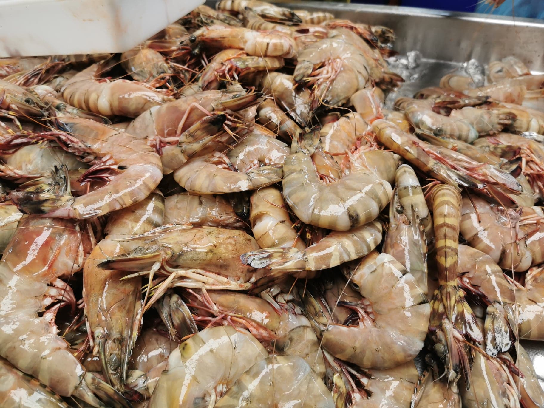 กุ้งลายเสือ ขนาดน้ำหนัก 8-10 ​ตัว / kg ถึงขนาด 20-25​ ตัว/kg​ เนื้อแน่น เนื้อหวาน กรุบกรอบ จับ สด ใหม่ทุกวัน