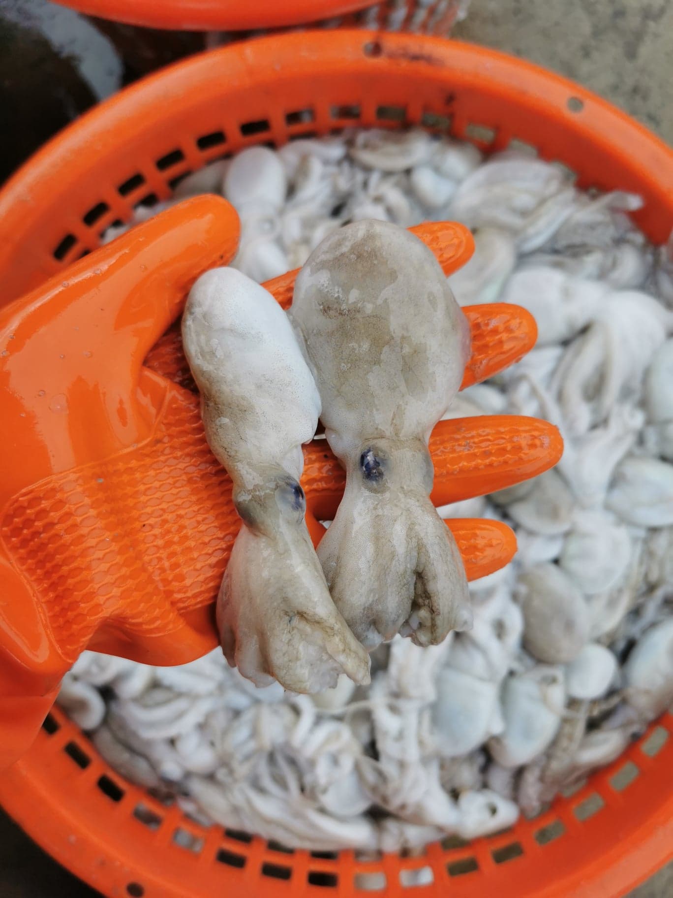 หมึกสาย ขนาดน้ำหนัก 15-20​ ตัว / kg​ และ 20-30 ตัว / kg เนื้อแน่น กรุบกรอบ สด ใหม่ทุกวัน