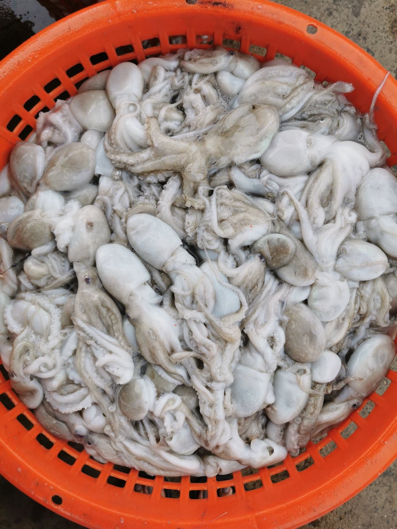 หมึกสาย ขนาดน้ำหนัก 15-20​ ตัว / kg​ และ 20-30 ตัว / kg เนื้อแน่น กรุบกรอบ สด ใหม่ทุกวัน