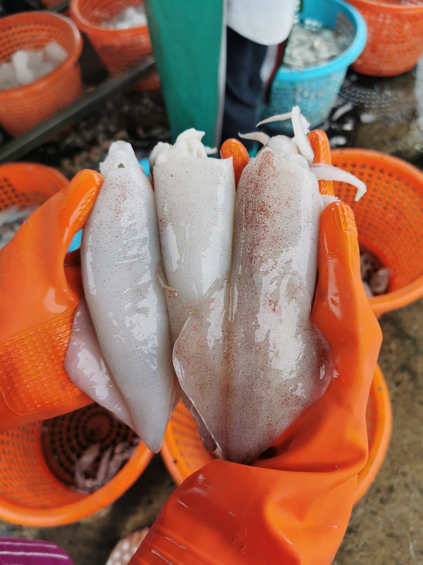 หมึกกล้วย และ หมึกกล้วยไข่ ขนาดน้ำหนัก 10-13 ตัว / kg​ ถึง 30-35 ตัว / kg เนื้อหวาน สด ใหม่ ทุกวัน