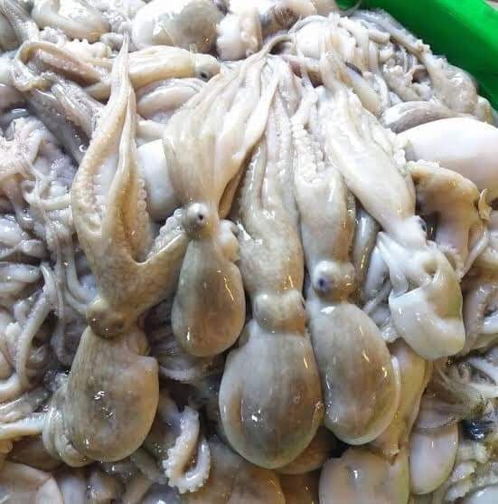 หมึกสาย ขนาดน้ำหนัก 15-20​ ตัว / kg​ และ 20-30 ตัว / kg เนื้อแน่น กรุบกรอบ สด ใหม่ทุกวัน