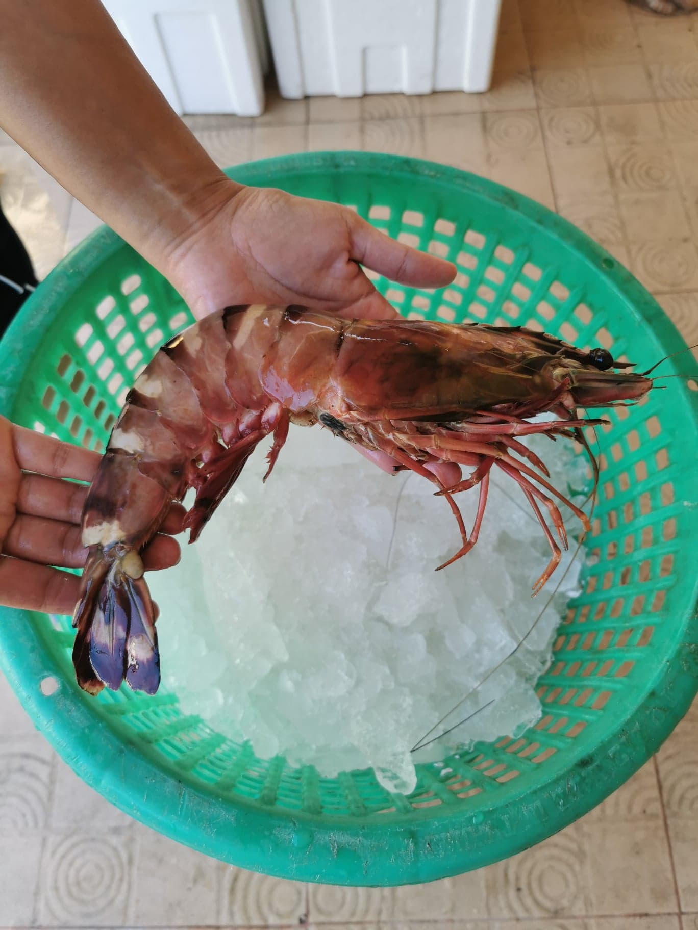 กุ้งลายเสือ ขนาดน้ำหนัก 8-10 ​ตัว / kg ถึงขนาด 20-25​ ตัว/kg​ เนื้อแน่น เนื้อหวาน กรุบกรอบ จับ สด ใหม่ทุกวัน